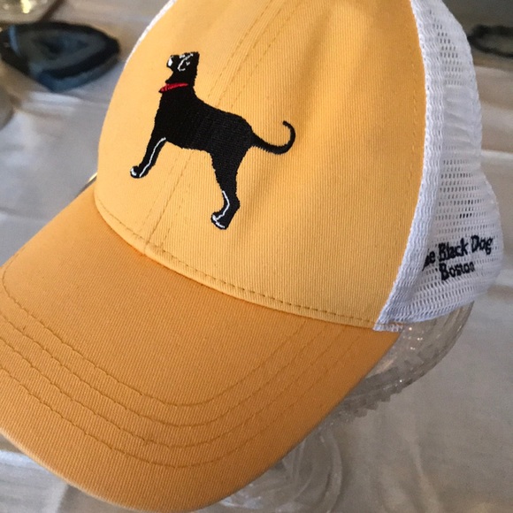 black dog bruins hat